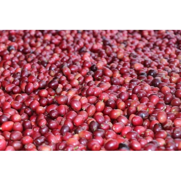 PW RGB Coffee Cherry Sorter 220V Color Sorter Machine High Accuracy
