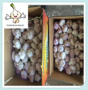 Wholesale Factory price fresh garlic Professional supplier fresh white garlic from china suppliers