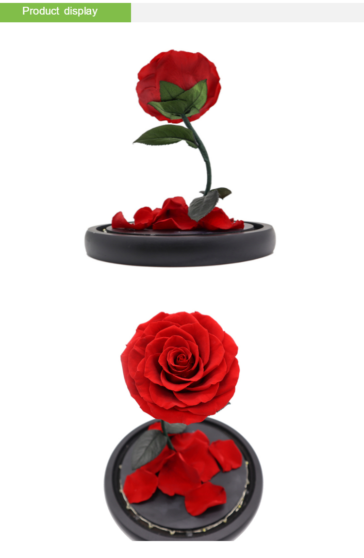 Dried Beauty And The Beast Red Rose In Glass Gift Suitable For Decor Purposes