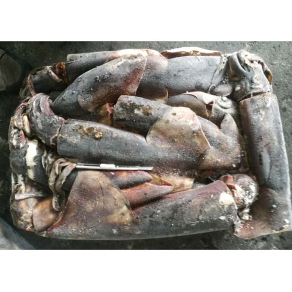 frozen giant squid 1-2kg dosidicus gigas BQF good freshness Peru giant squid frozen squid rings