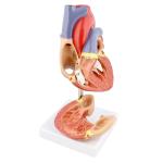 Life Size 2 Parts Medical Plastics Anatomical Heart 3d Model PVC Materials