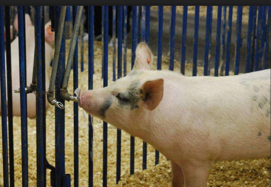 Livestock Farming Automatic Nipple Drinker Nipple Water System For Pigs Hog