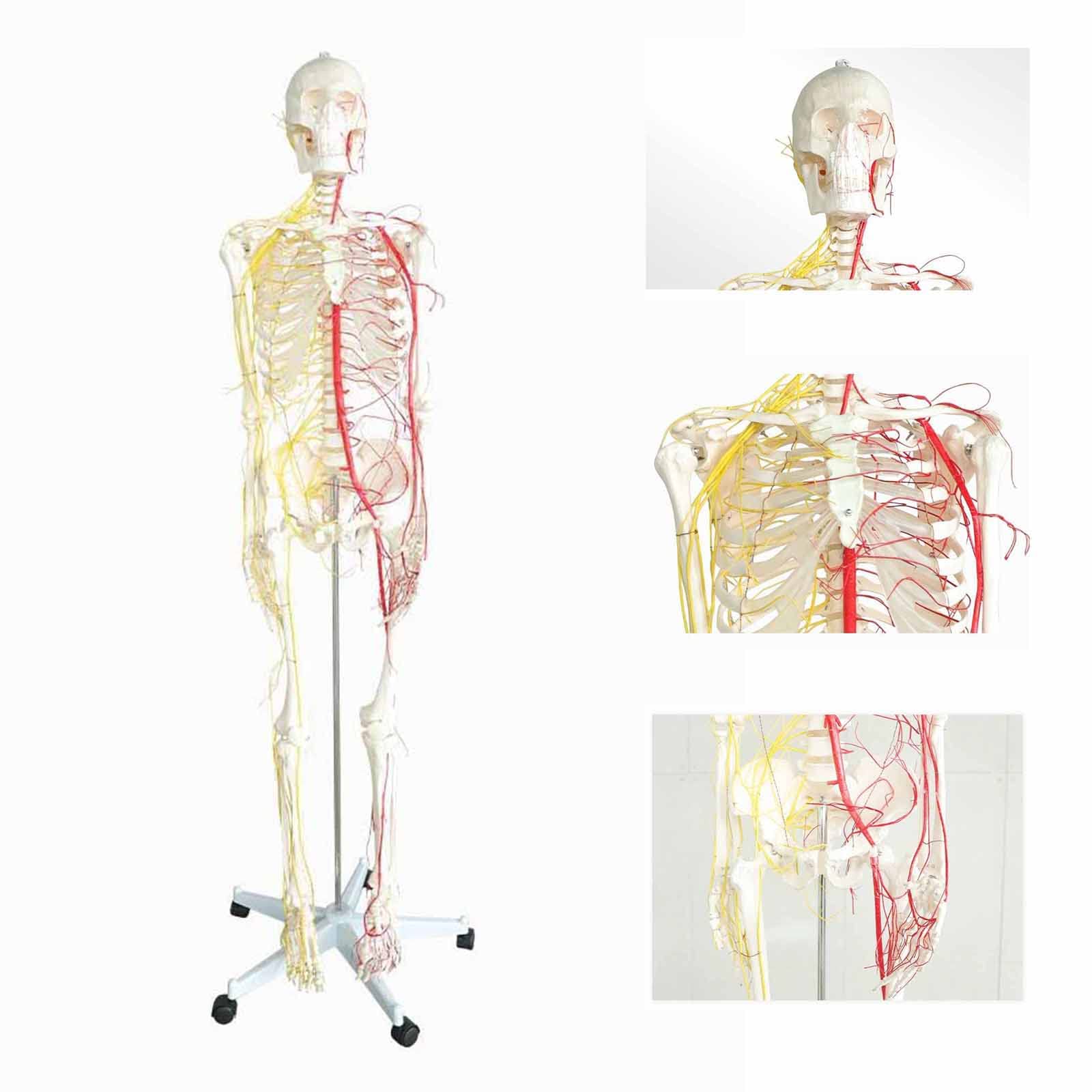 All human skeleton model with neurovascular Life Size Skeleton with Spinal Nerves Muscle Insertion Human Skeleton Model