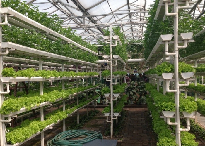 Water Production Agricultural Greenhouse Manufacturer Growing Hydroponic System Rooling Bench System