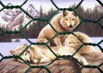 Low Carbon Steel 0.3mm Powder Coated Welded Wire Mesh 4mm Gabion Hex Wire
