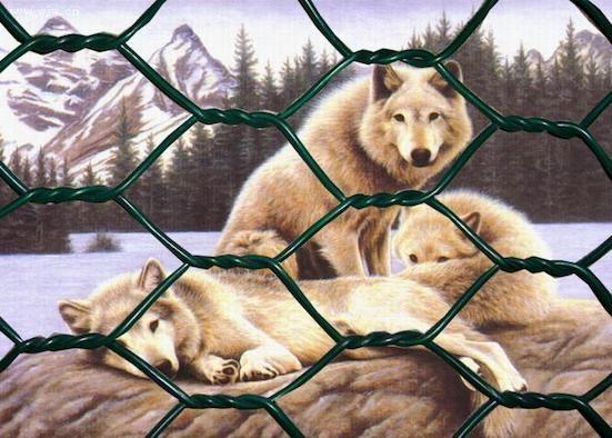 Low Carbon Steel 0.3mm Powder Coated Welded Wire Mesh 4mm Gabion Hex Wire