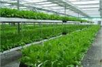 Large Size Commercial Hydroponic Greenhouse With Thickness 0.12-0.2mm Film