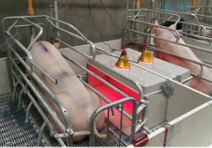 Wholesale Hot Dip Galvanized Pig Farm Equipment Piglet Nursery from china suppliers
