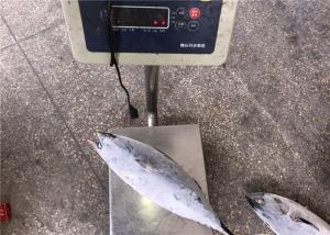 Wholesale 1.5kg Auxis Thazard Bulk Fresh Bonito Fish With Omega 3 from china suppliers