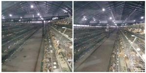 Wholesale Hot Dipped Galvanzied Indoor Duck Cage 64 - 80 Duck Capacity Environmental Friendly from china suppliers