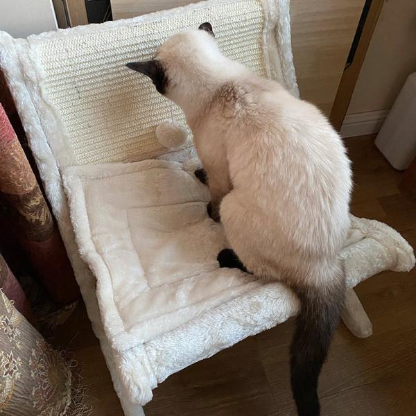 Pet Cat Sofa Bed Sunbathing Chair Sleeping Recliner Cat Scratching Board Cat