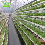 Hydroponic Plant Growth Systems Greenhouses for Optimal Results