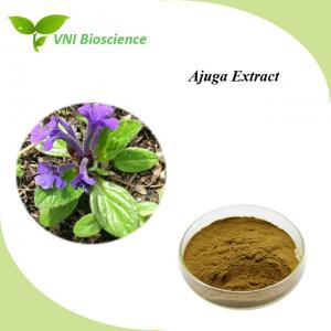 China 100% Natural Plant Herbal Extract 2% Ajuga Turkesterone Extract on sale