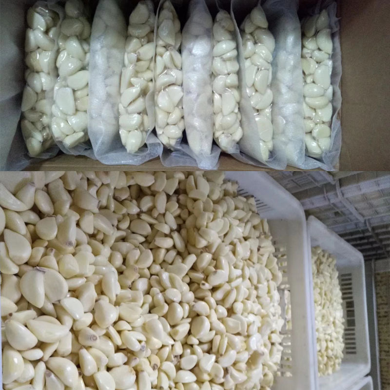 30kg/H Industrial Garlic Peel Remover Machine / Garlic Skin Peeler Machine 110V/220V