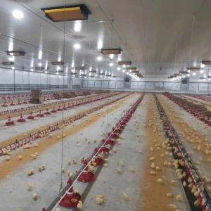Wholesale Broiler Automatic Feeder Chain Feeding System Poultry from china suppliers