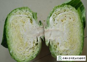 Wholesale Oval Shape Green Pointed Head Cabbage Lower Blood Pressure 1 - 3 KG / PER from china suppliers