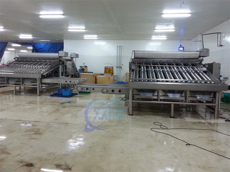 Anti Erosion Shrimp Grading Machine Oilproof Stable 1500KG Weight