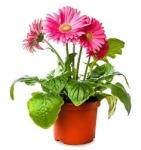 competitive price high-quality hydroponic fresh flower pot pp double color
