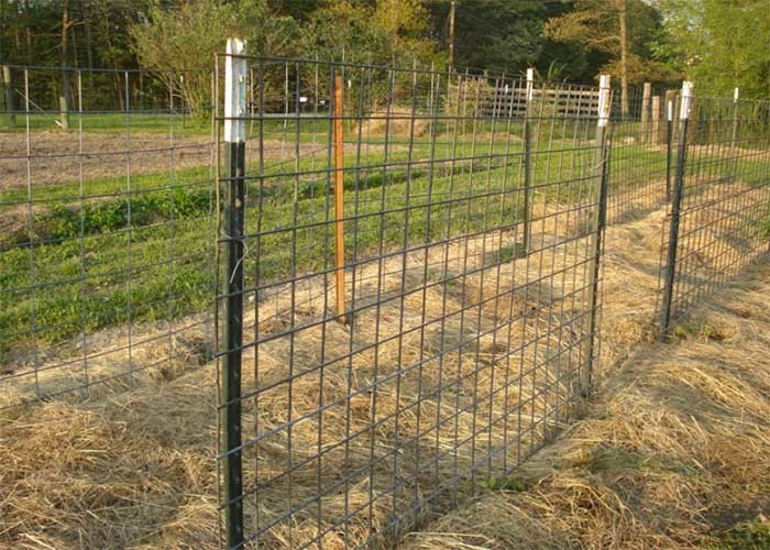 Height 2.4m Studded T Post 1.98kg/M Green Painted T Post
