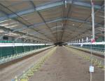 Astm A36 Galvanized Steel Structure Galvanised Steel H Beam Columns Poultry Farm