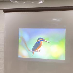 Wholesale Grey Laser TV And Rear Projection Film / foil for display , advertising , exhibition from china suppliers