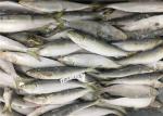 BQF Fresh Frozen Sardines