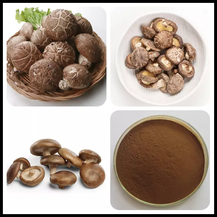 Anti Fatigue Food Grade Shiitake Mushroom Extract Powder