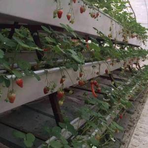 Wholesale 6/9.6/12meters Cultivation Method Hydroponic System for Juxiang Film Greenhouse Easy from china suppliers