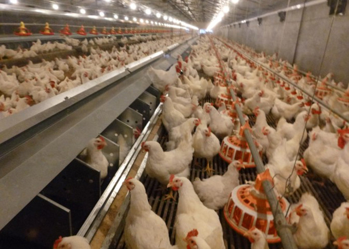 16 Holes Broiler Breeder Egg Nest Collection System 610mm Height