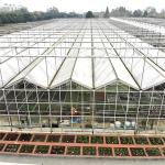 Multi Span Galvanized Steel Frame Glass Covering Venlo Glass Greenhouse