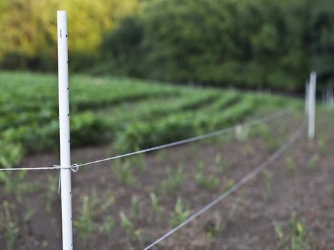 Round Pre Drilled Pultruded Fiberglass Rod Electric Fence Posts Rods