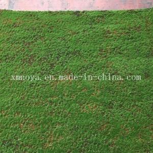 Wholesale Plastic Green Carpet Moss for Eco-Friendly Wall Decoration Lifespan Within 5-10 Years from china suppliers