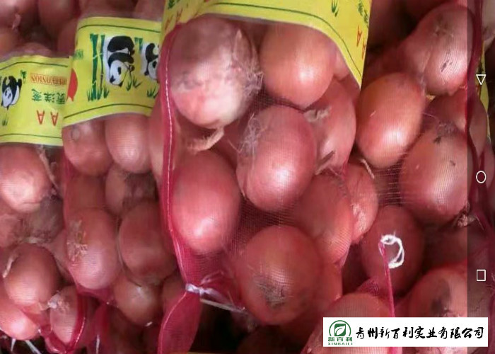 Matured Fresh Onions , Healthy Chinese Onion Outside Color Yellow / Red