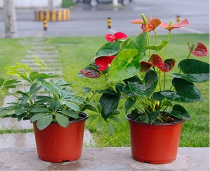 cotton flower pp plastic round seedling flower pot