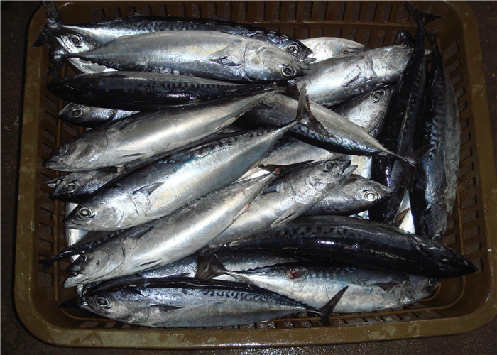 200g 300g Purse Seine Catch Freezing Bonito Tuna For Bait