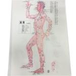 English Acupuncture Wall Chart 7PCS Per Set Human Acupuncture Chart