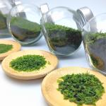 Crispy Aonori Dried Green Seaweed Powdered Sea Vegetable Nori Variety Food To