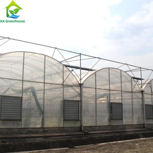 Large Clear Plastic Sheeting Greenhouse 4m-7.5m Height Galvanized Steel