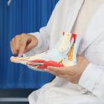 Life size Anotomy Didactic Research Medical School Campus Hospital Rehabilitatio