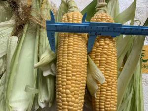 Wholesale FDA Certified 100% Fresh Iqf Sweet Corn On The Cobs from china suppliers