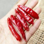 Small Tianjin Red Chilies 100g With Spicy Flavor