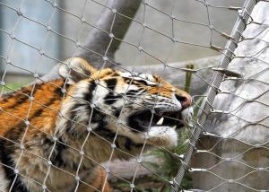 Wholesale Stainless Steel 316 / 316L Zoo Mesh , Protective Tiger cage Enclosure Fencing from china suppliers