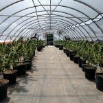 Single Span Blackout Shading Light Deprivation Greenhouse 10-100M