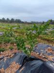 90gsm Eco-Friendly Weed Control Fabric Ground Cover Membrane Landscape Fabric