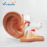 High Performance Human Torso Anatomy Anatomical Ear Model 42x24x16 Cm