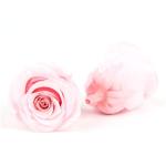 Home Decoration Preserved Rose Heads For Arrangements And Decorations