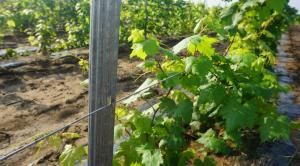 Wholesale Hot Dipped Galvanized Garden Trellis Posts 50x34mm Size Simply Install Wire from china suppliers
