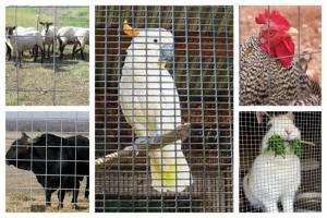 Wholesale Welded Wire Mesh Roll Used In Animal Breeding from china suppliers