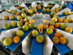 Oranges Food Grade 5.0L 14 Head Multihead Weigher