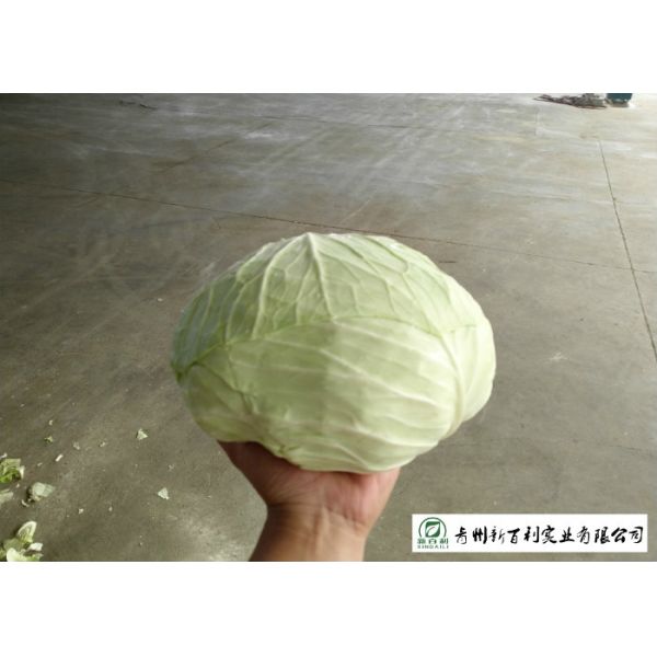 Cold Tolerant Common Cabbage Vegetable Low Calories Easy Store Fit Wholesaler